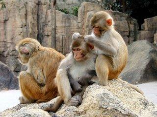 rhesus monkeys grooming